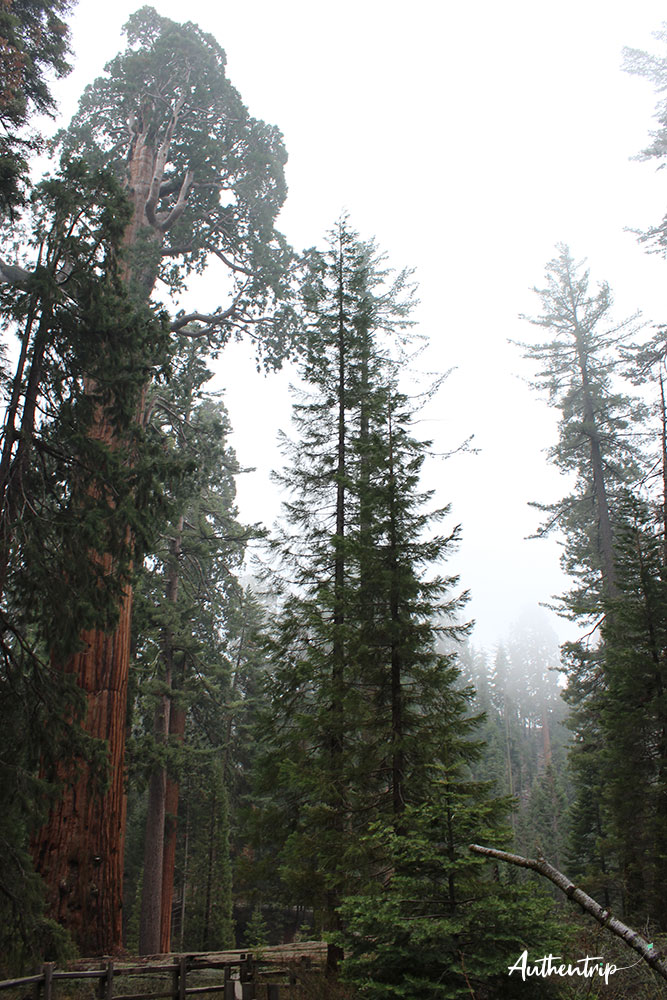 Sequoia National Park road trip côte ouest états unis