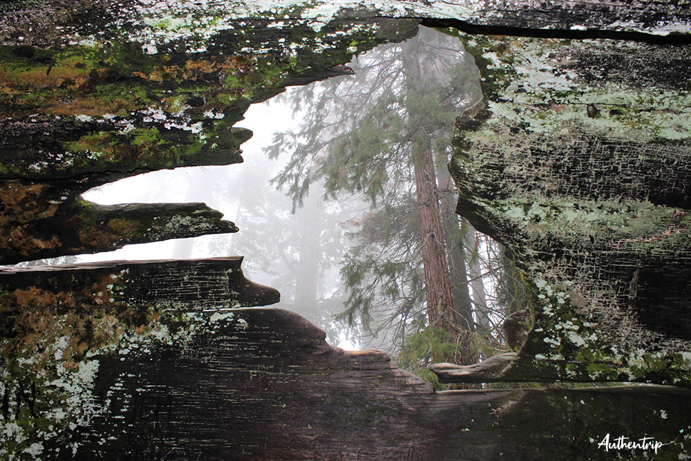 sequoia np