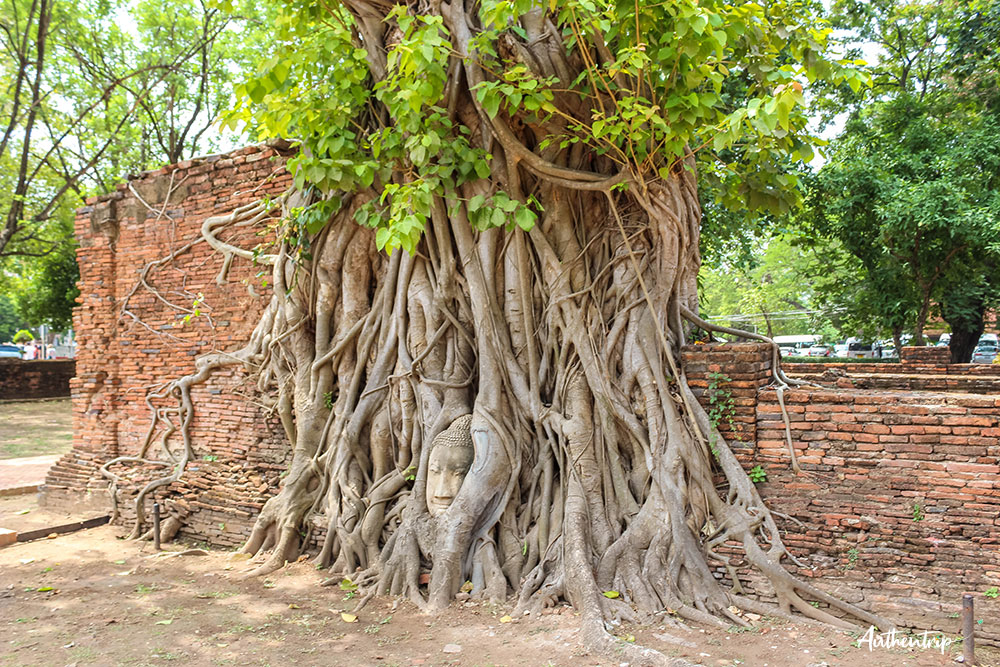 bouddha dans l'arbre