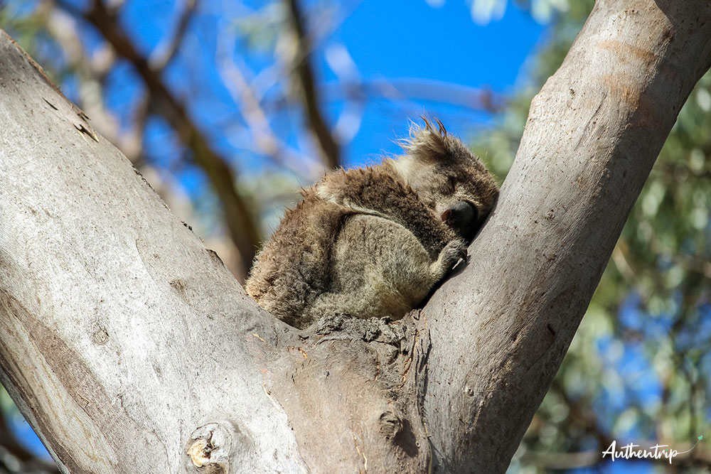 great ocean road Kennett river koala