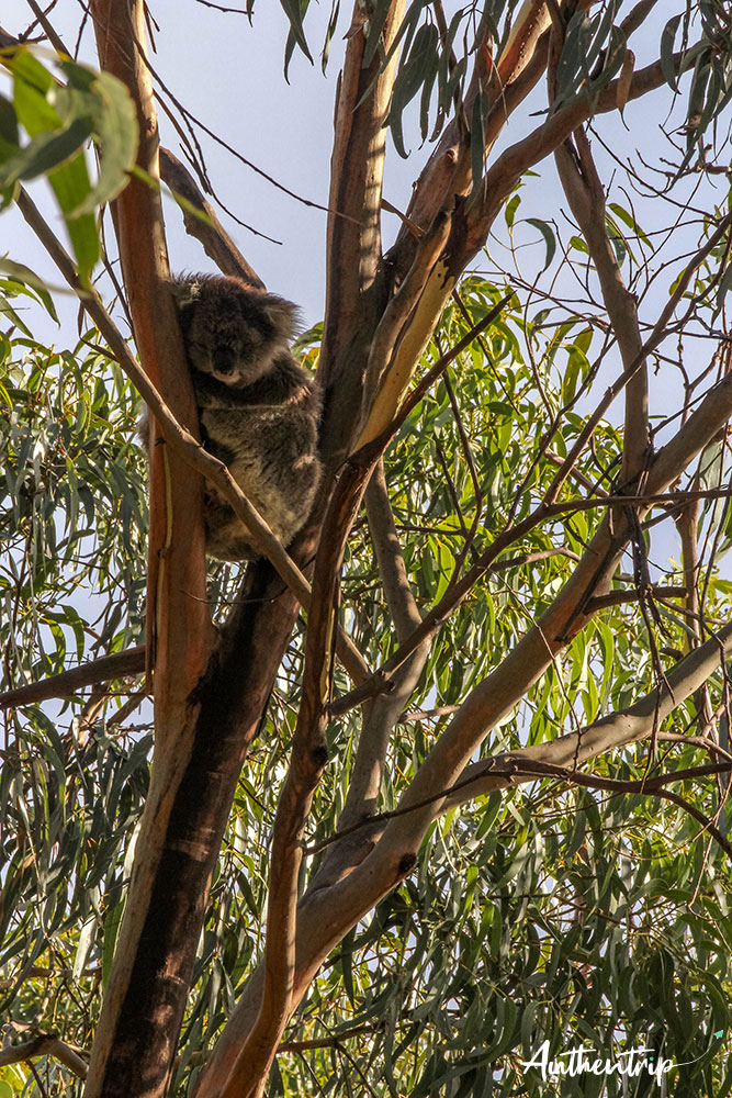 great ocean road Kenneth river koala