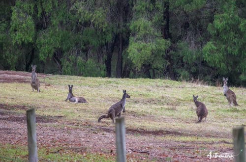 Kangourous