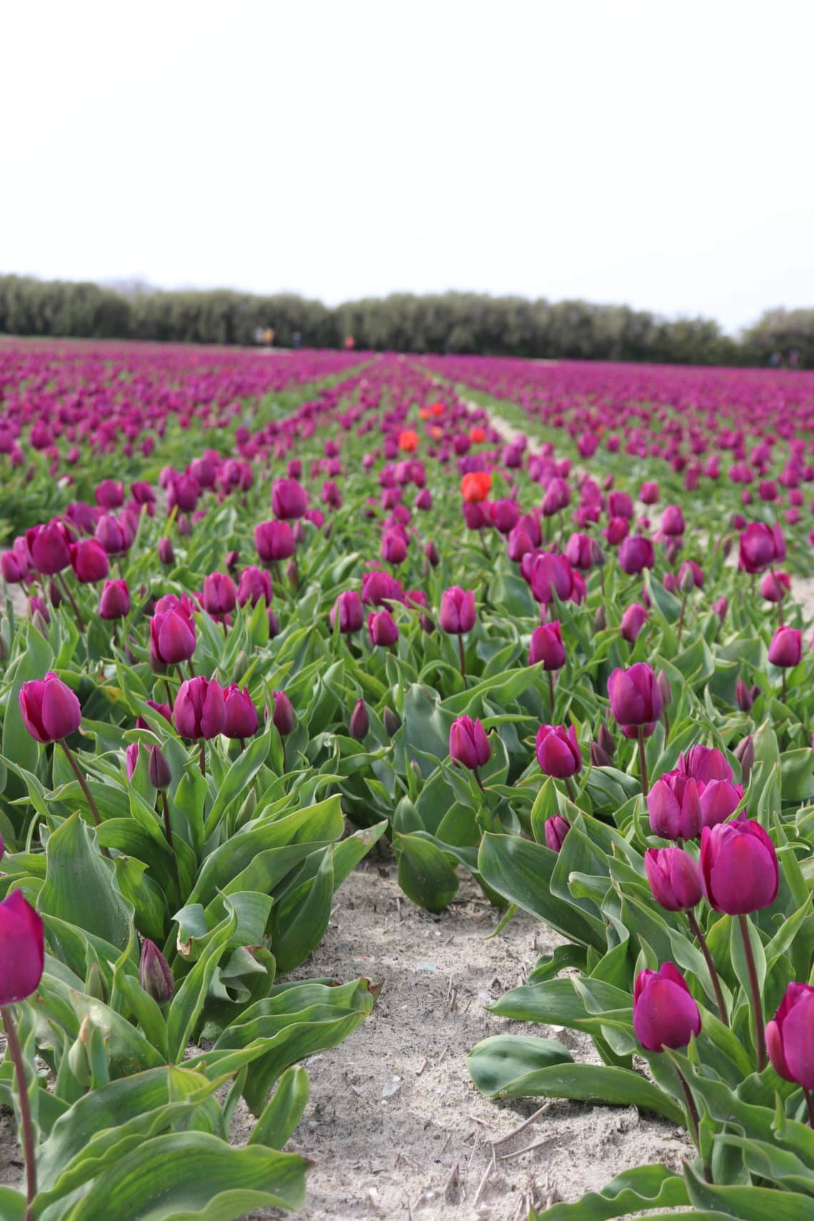 tulipes plomeur
