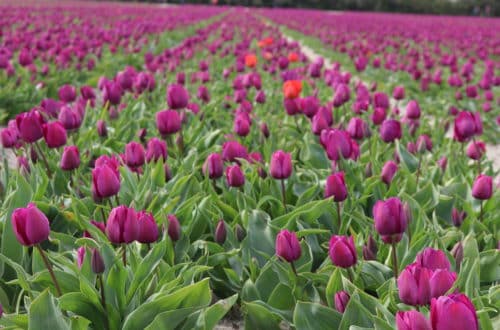 tulipes plomeur
