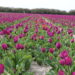 tulipes plomeur