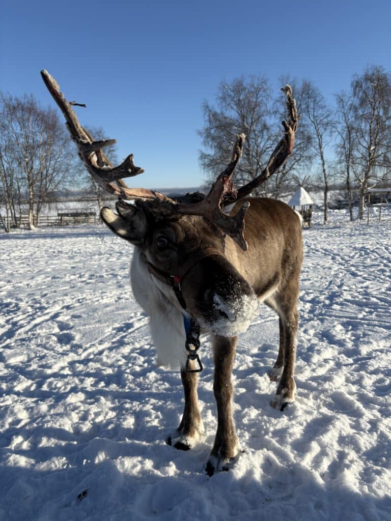 kiruna rennes