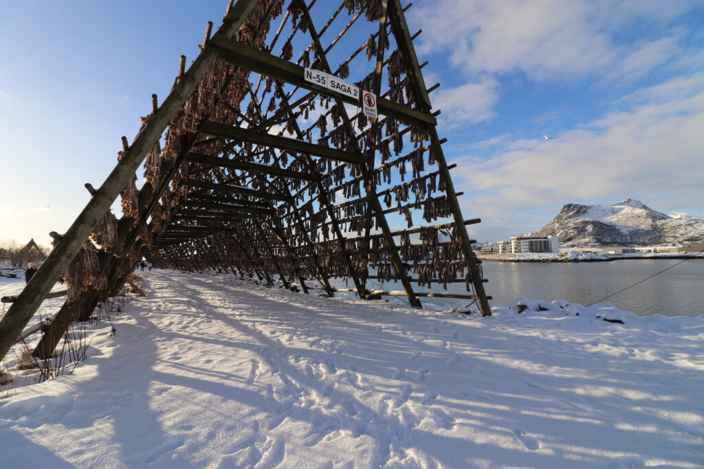 lofoten poissons