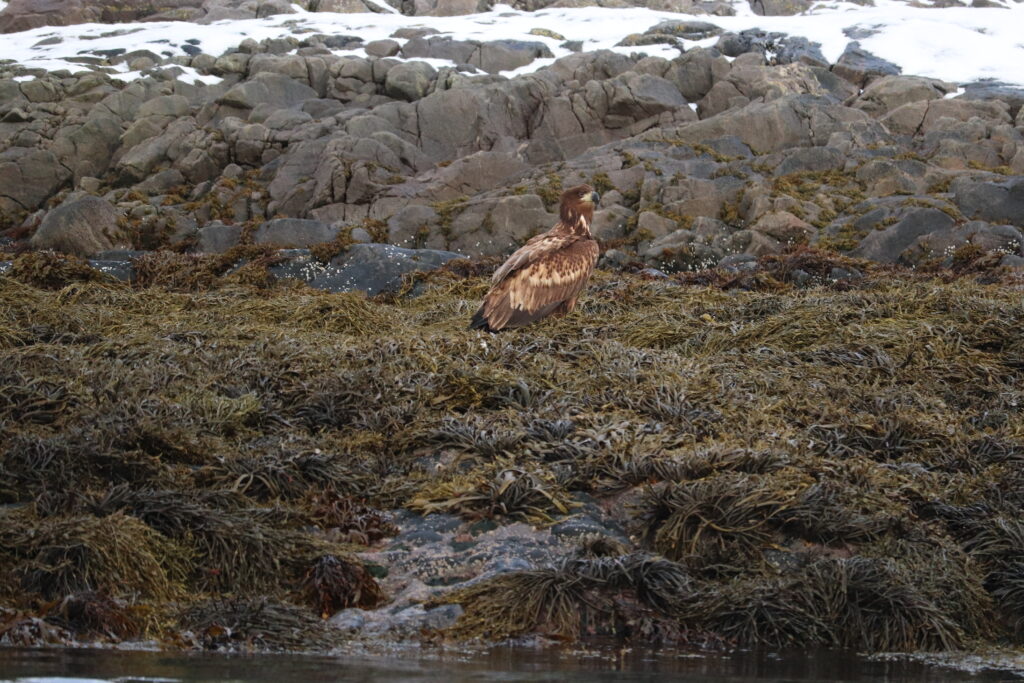 aigles de mer svolvær