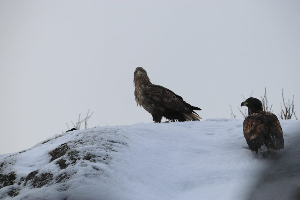 aigles de mer lofoten