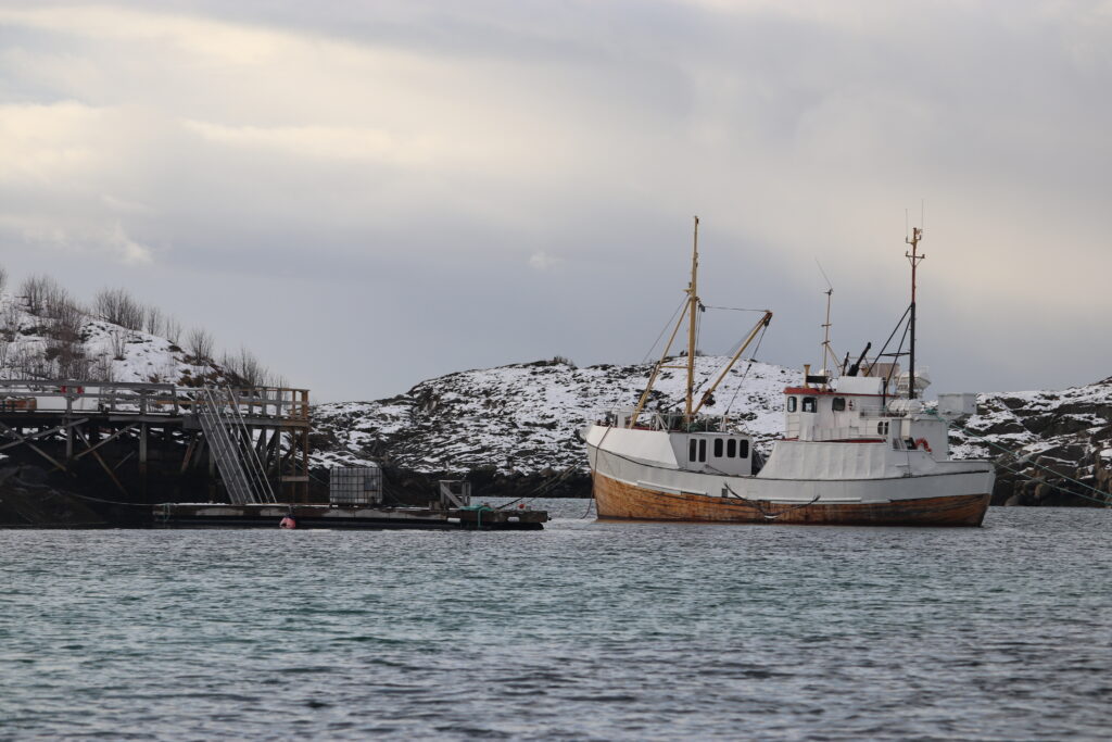 safari aigles de mer lofoten