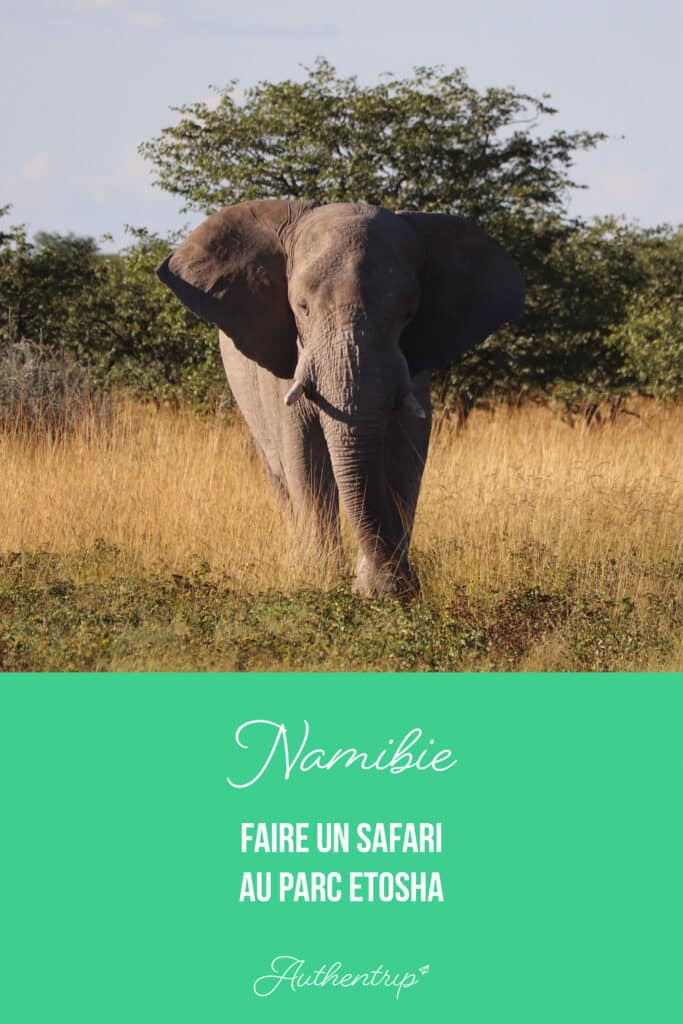 Faire un safari à Etosha