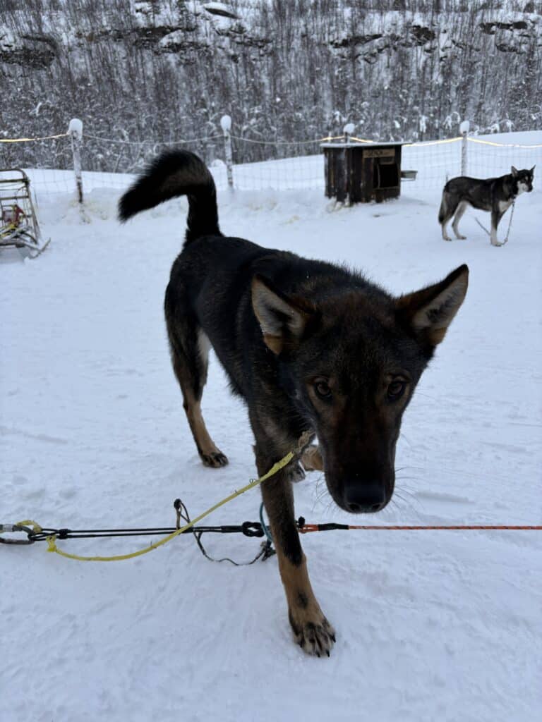 chien de traineau tromso