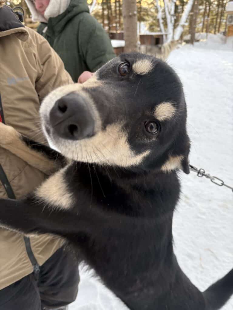 chien de traineau into nature arctic