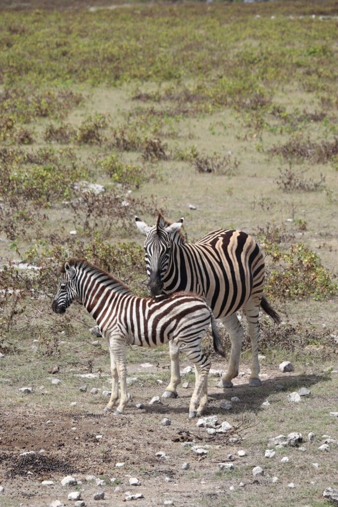 etosha zebres