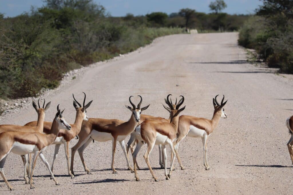 etosha park namibie
