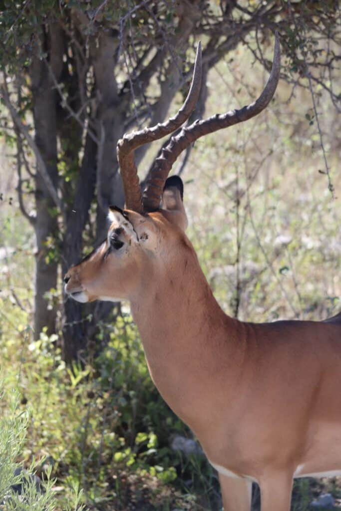 etosha national park