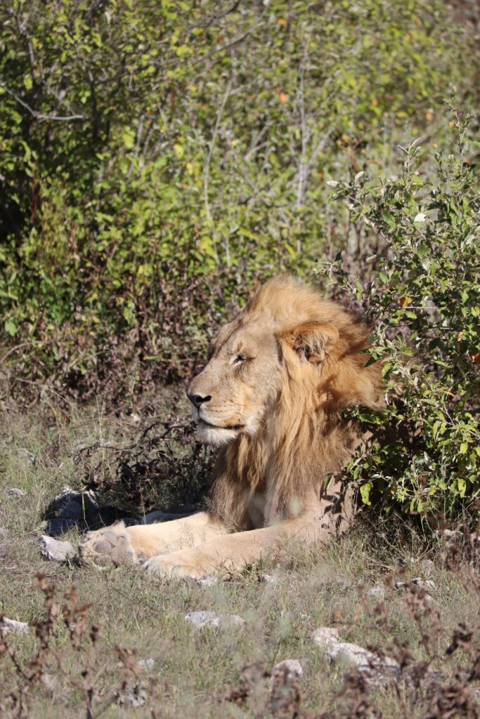 lion etosha national park