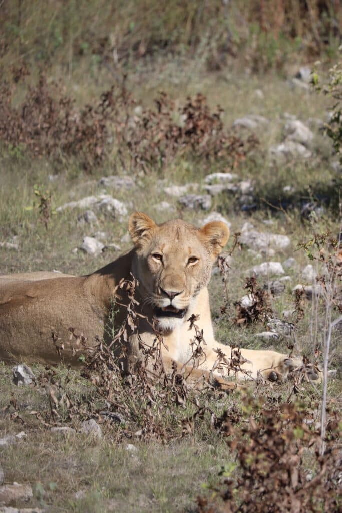 félins etosha