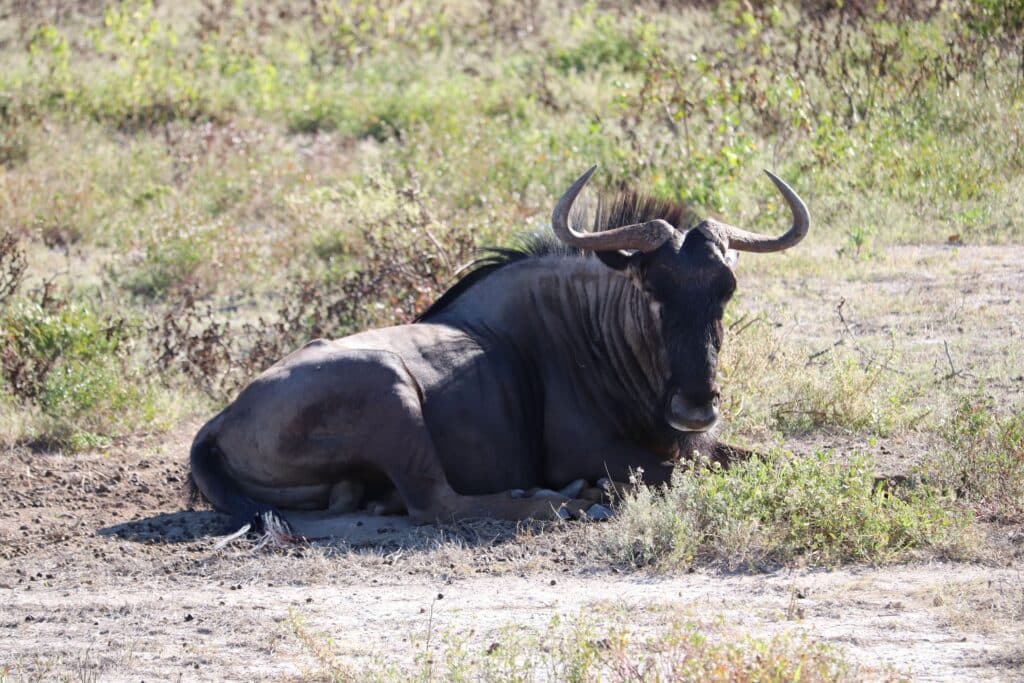 etosha retour d'expérience