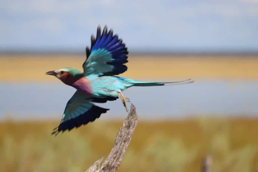 rollier à longs brins etosha np