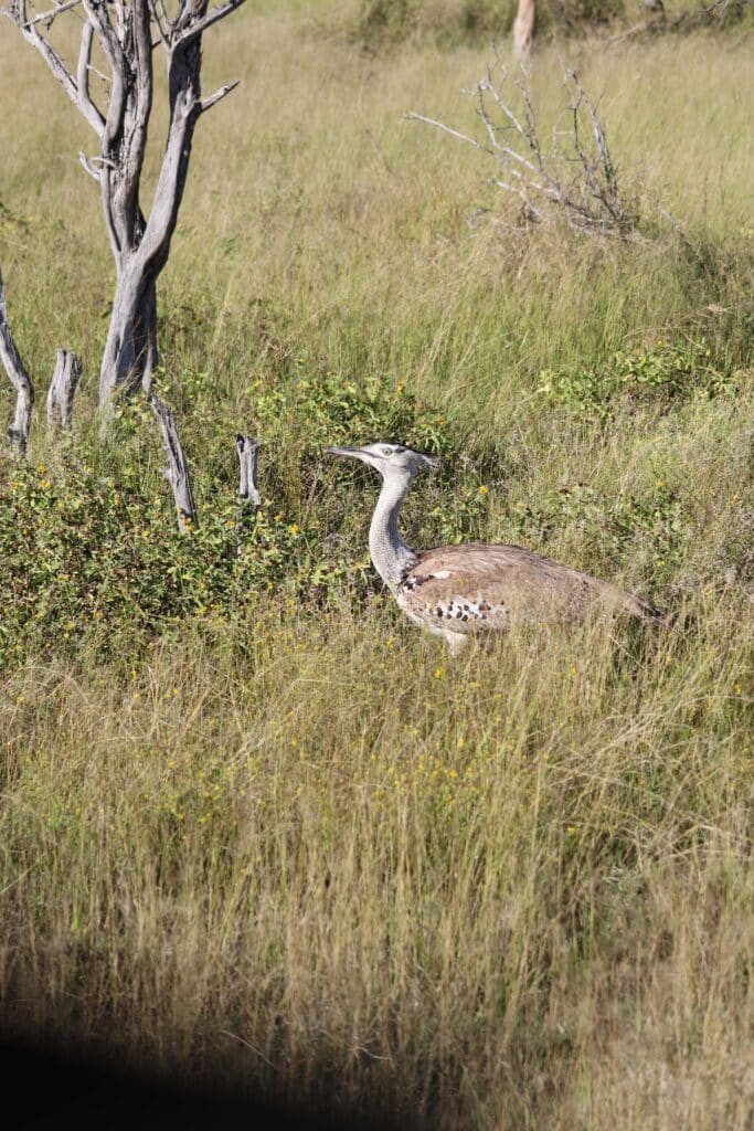 outrage etosha