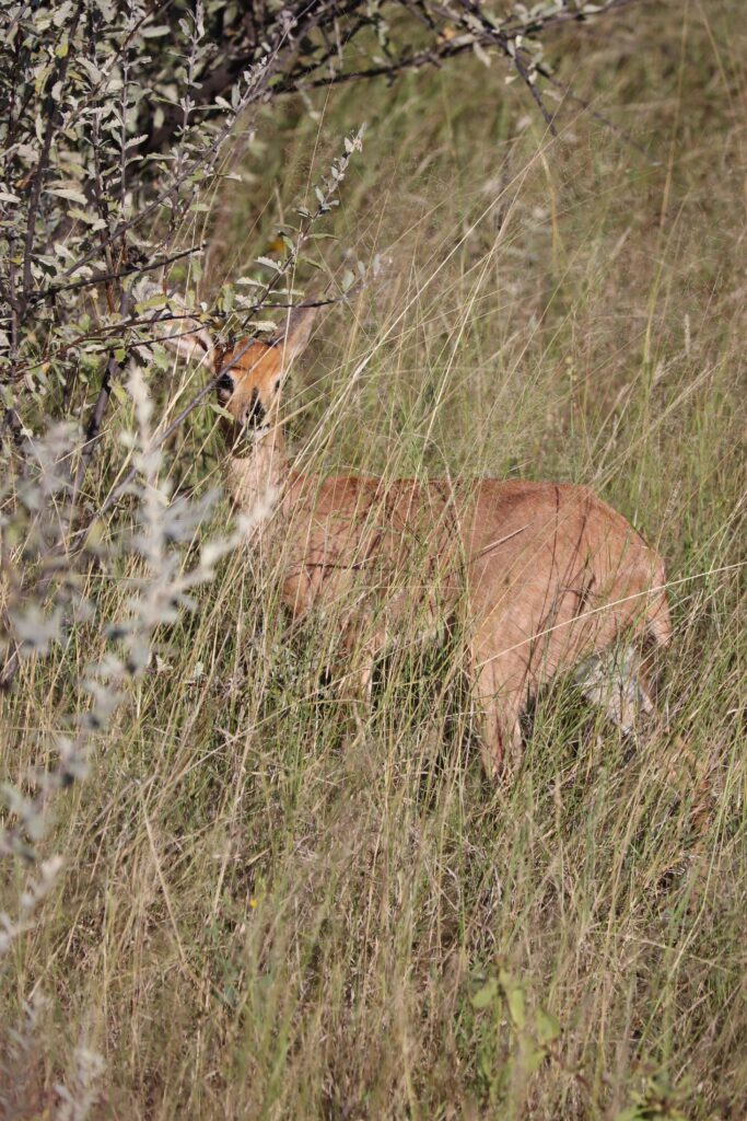 quels animaux à etosha