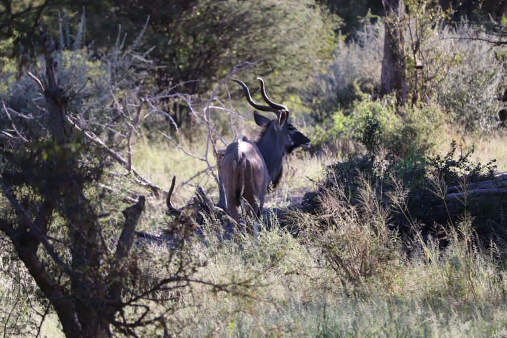 herbivores etosha park