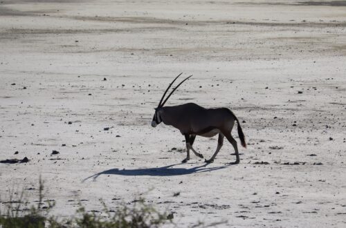 etosha national park retour d'expérience