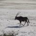 etosha national park retour d'expérience