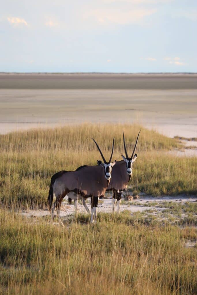 etosha namibie