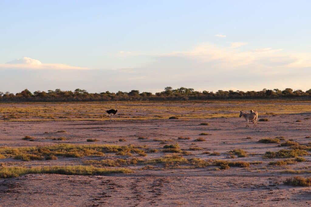 etosha park namibia