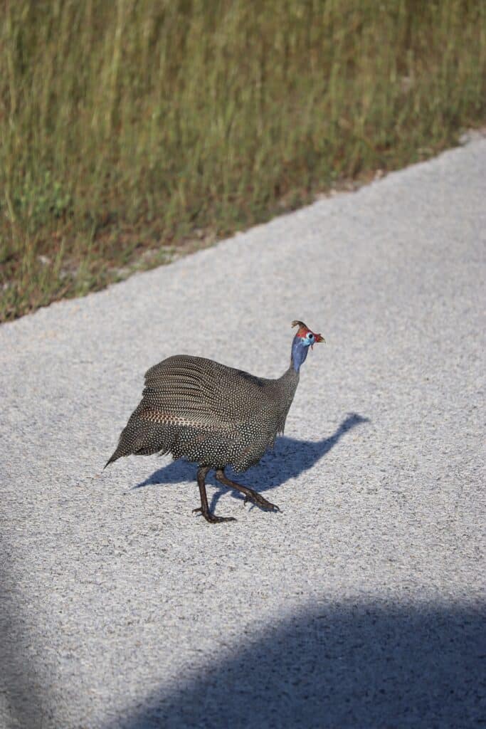 oiseaux etosha