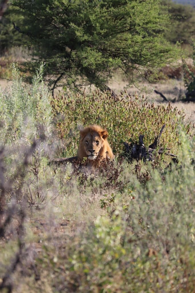 etosha namibie lions