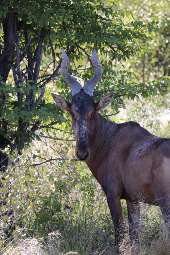 Etosha NP Namibie
