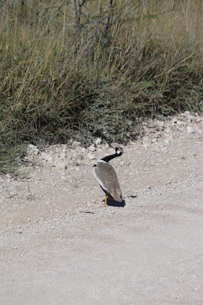 oiseaux à etosha