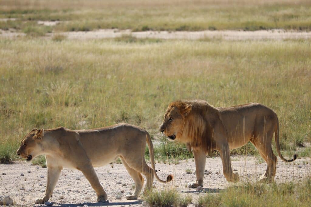 meute de lions tosha namibie