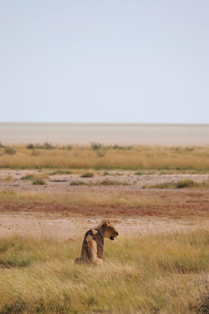 lionne etosha