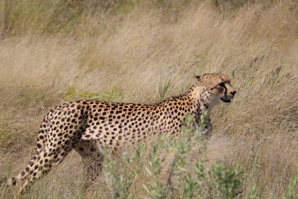 guépard etosha