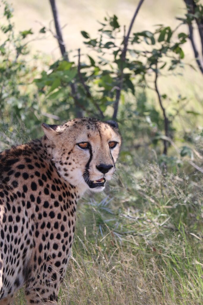 guépard etosha national park