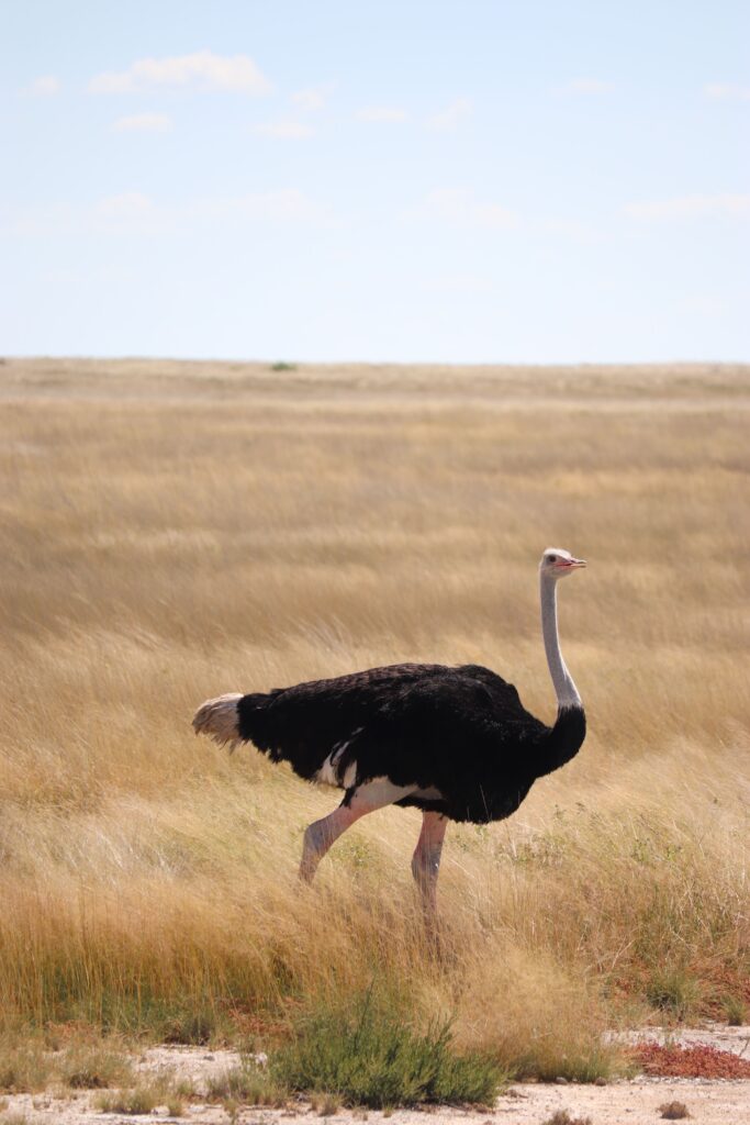 autruche etosha