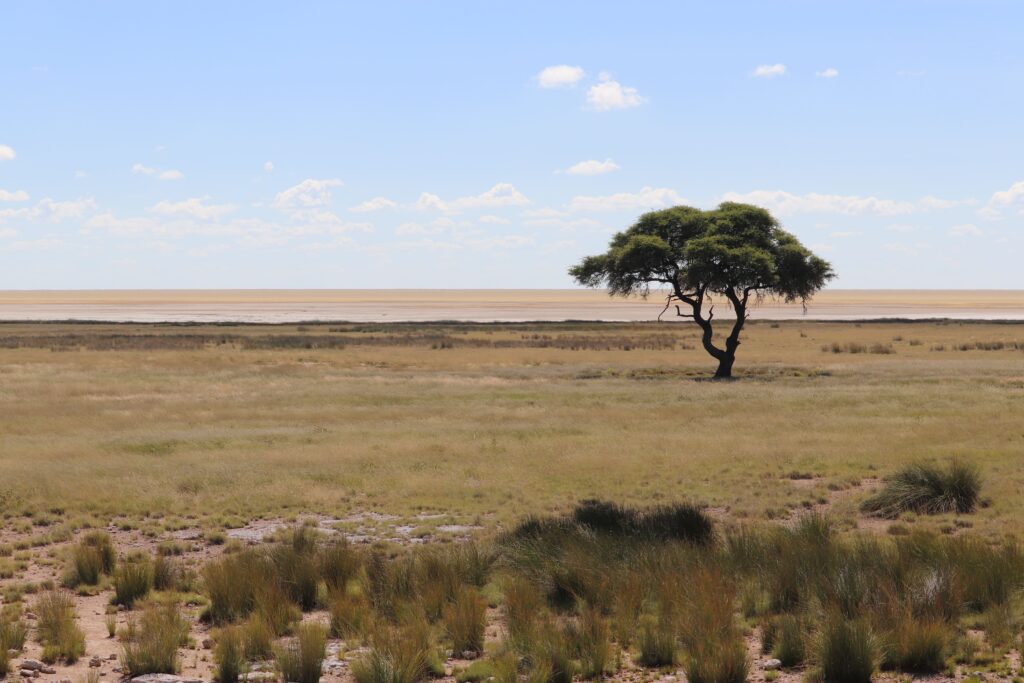 etosha namibie
