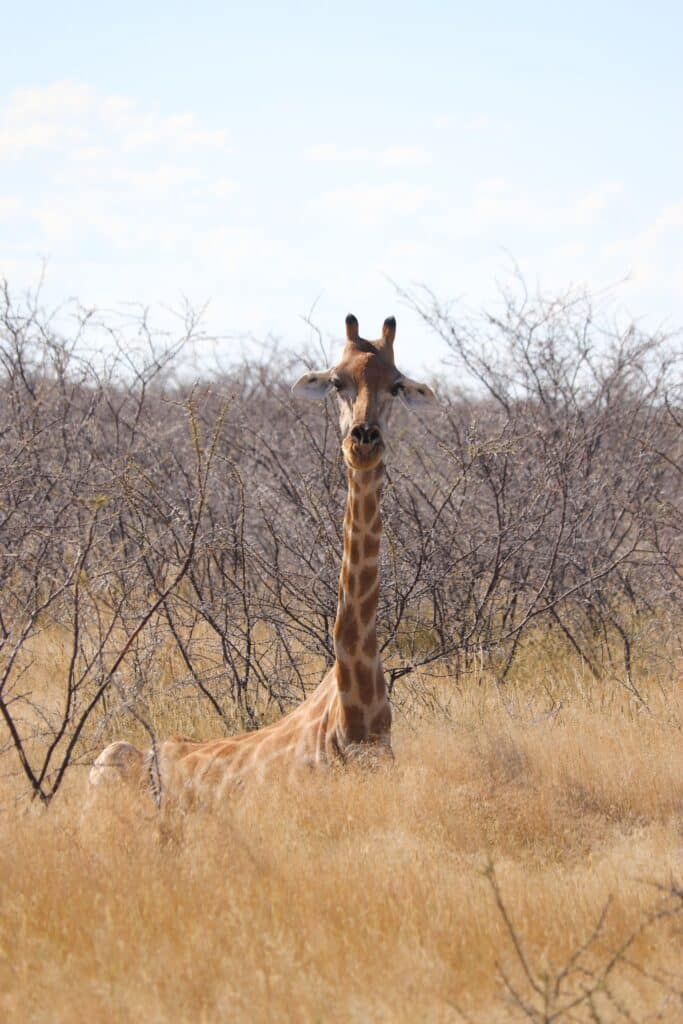 namibie parc etosha