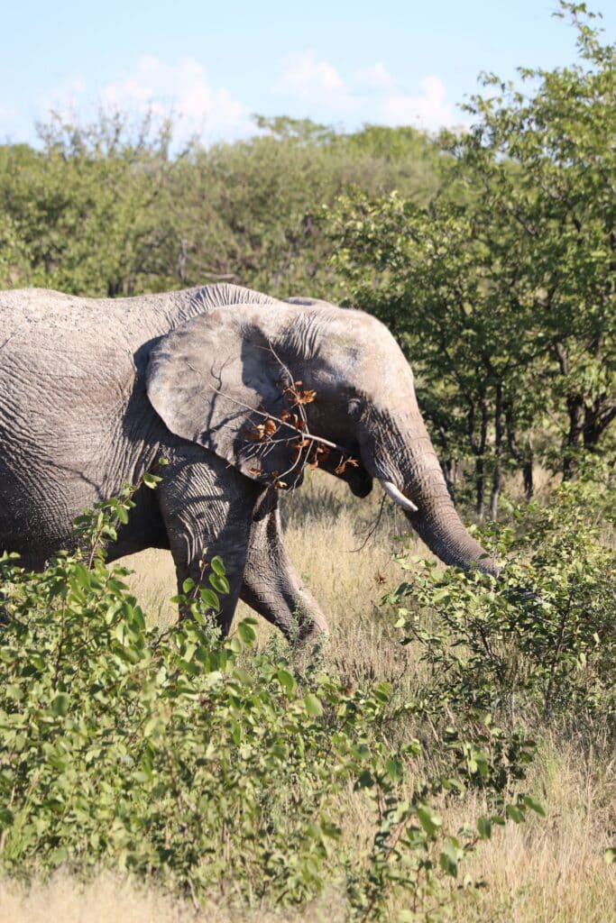elephant etosha