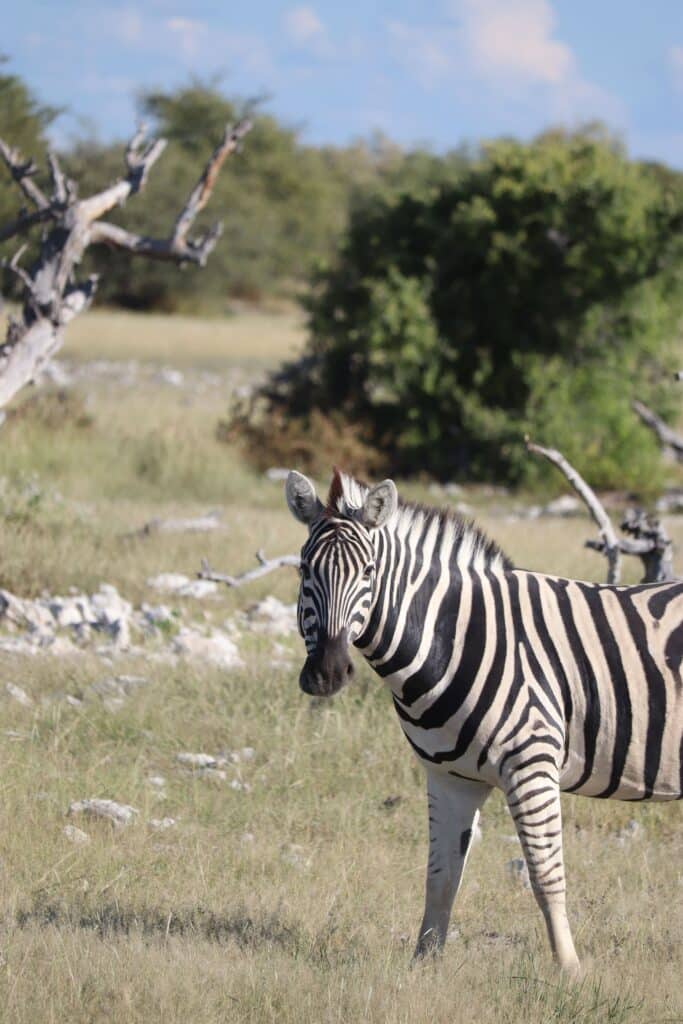 etosha