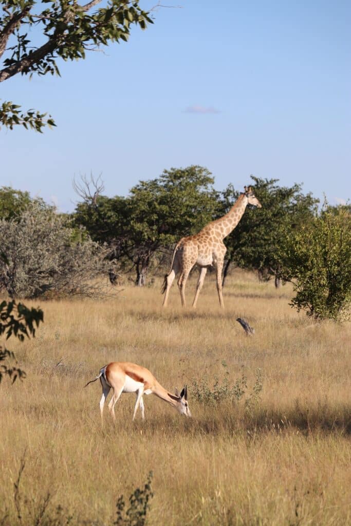 girafe etosha