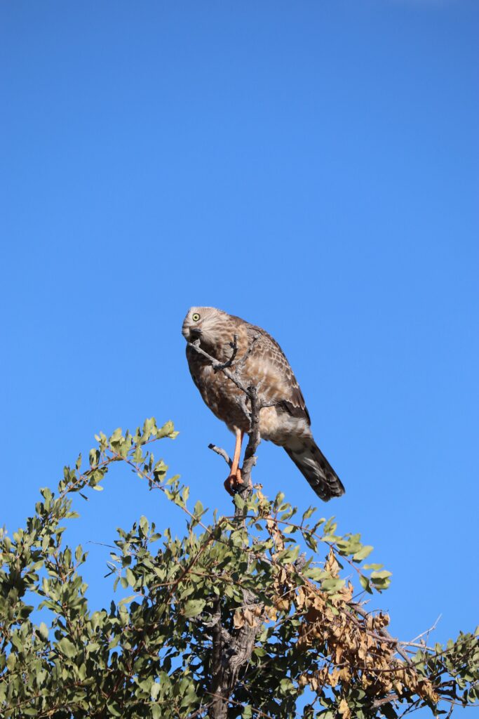 oiseau etosha