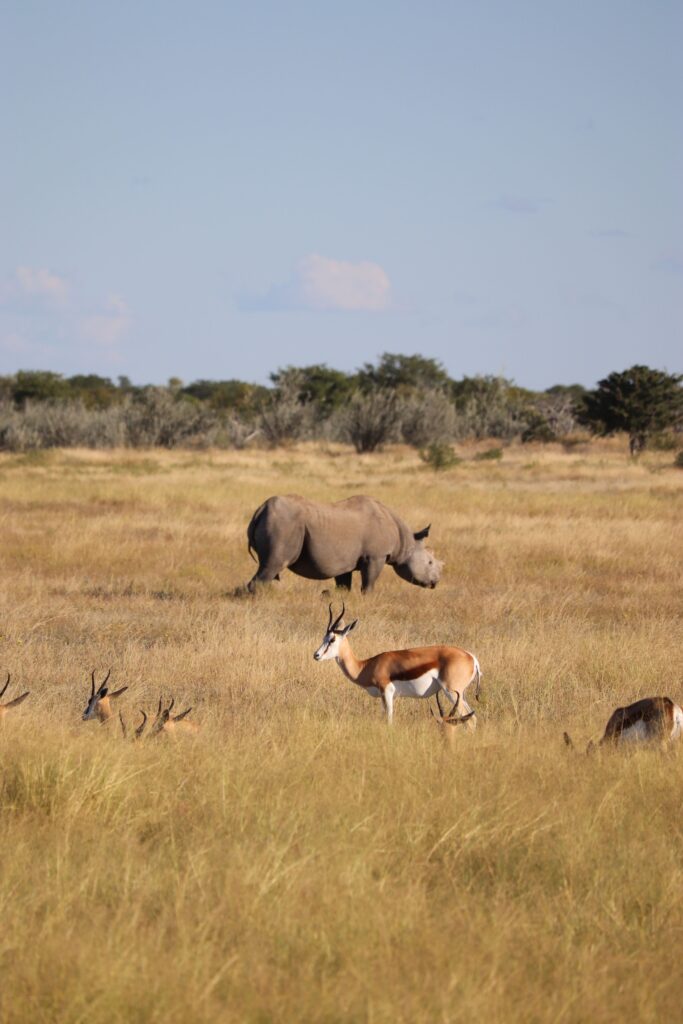 rhinoceros etosha
