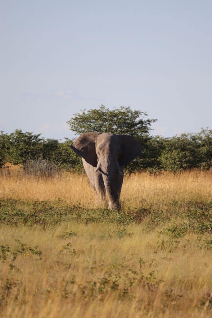 elephant etosha namibie