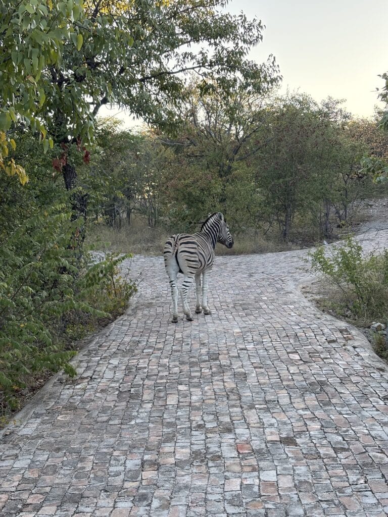 logement etosha park