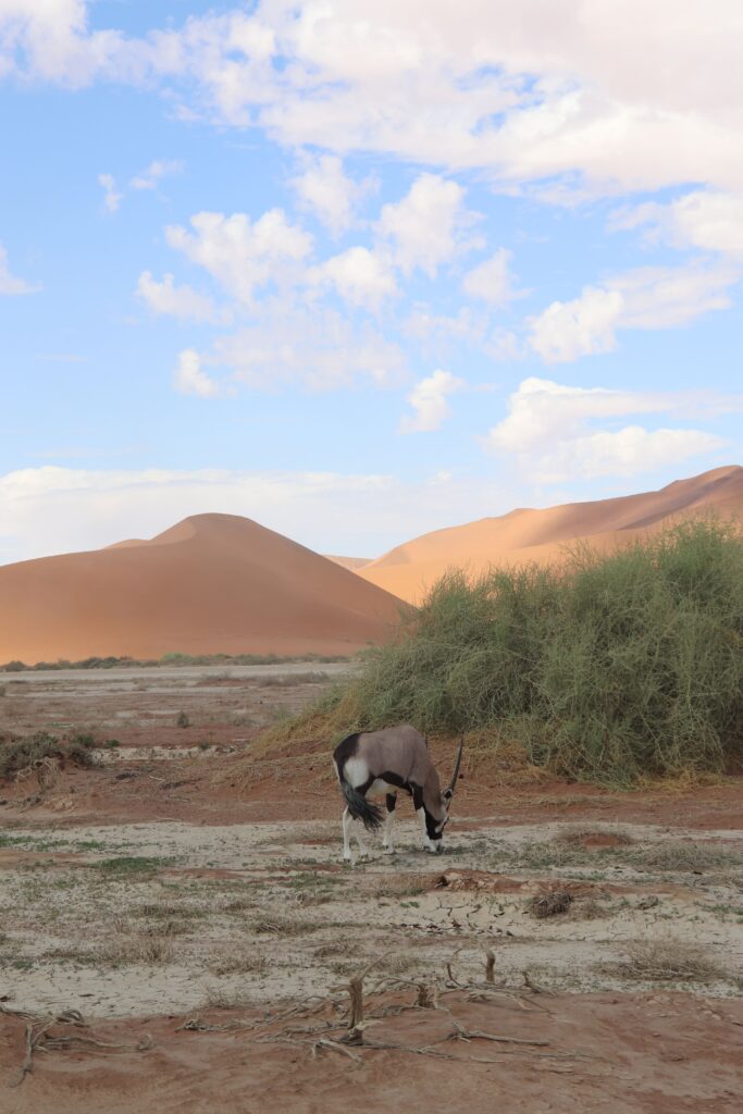 naukluft namibie oryx